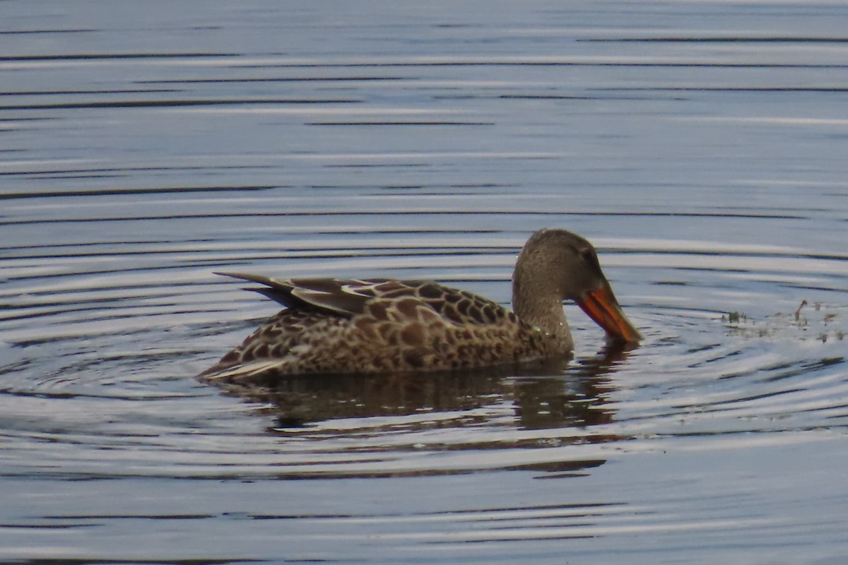 Northern Shoveler - ML641953237