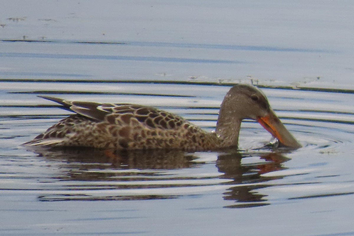 Northern Shoveler - ML641953241