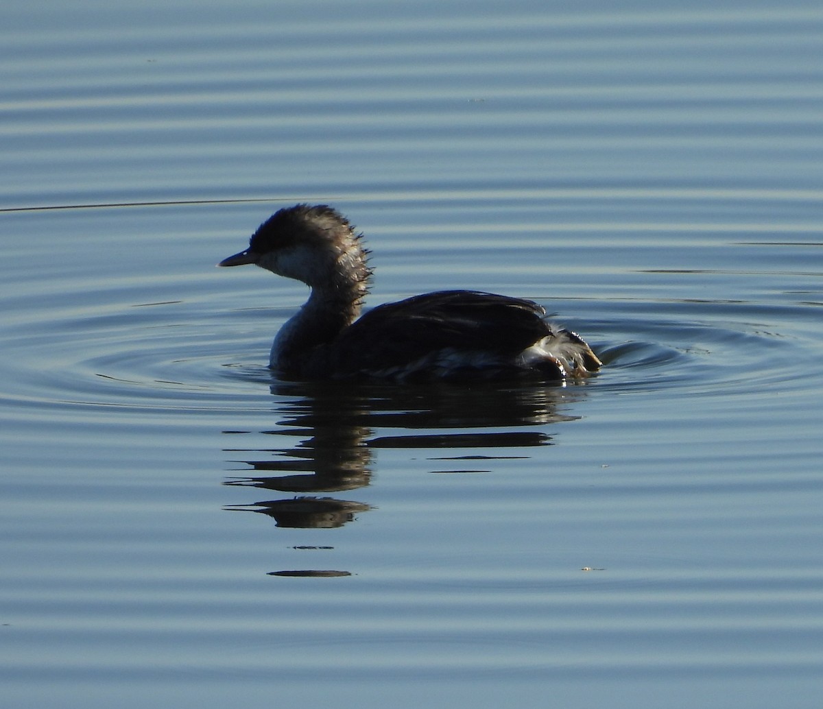 Horned Grebe - ML641953242