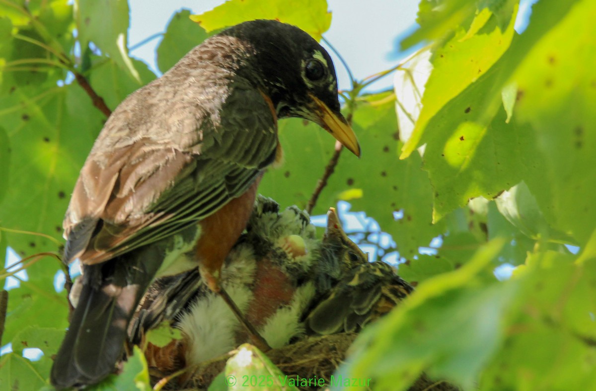 American Robin - ML641953244