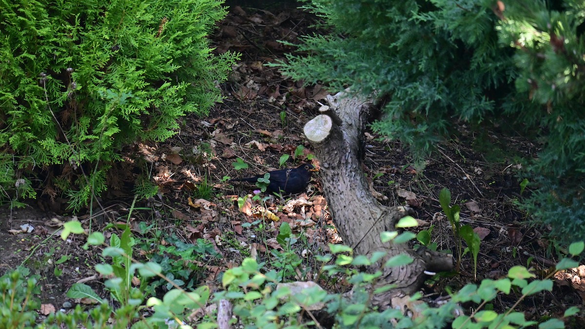 Eurasian Blackbird - ML641953245