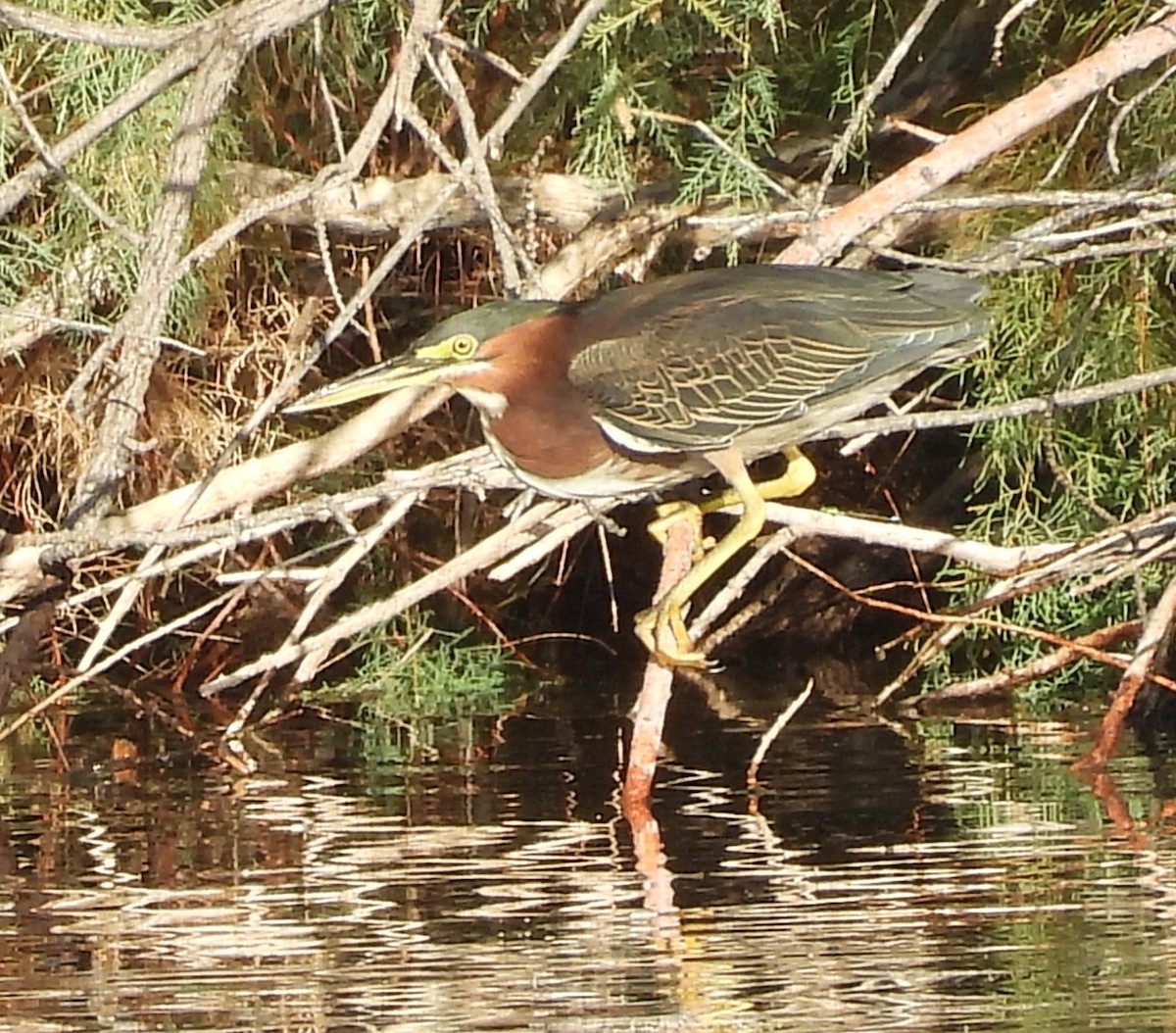 Green Heron - ML641953246