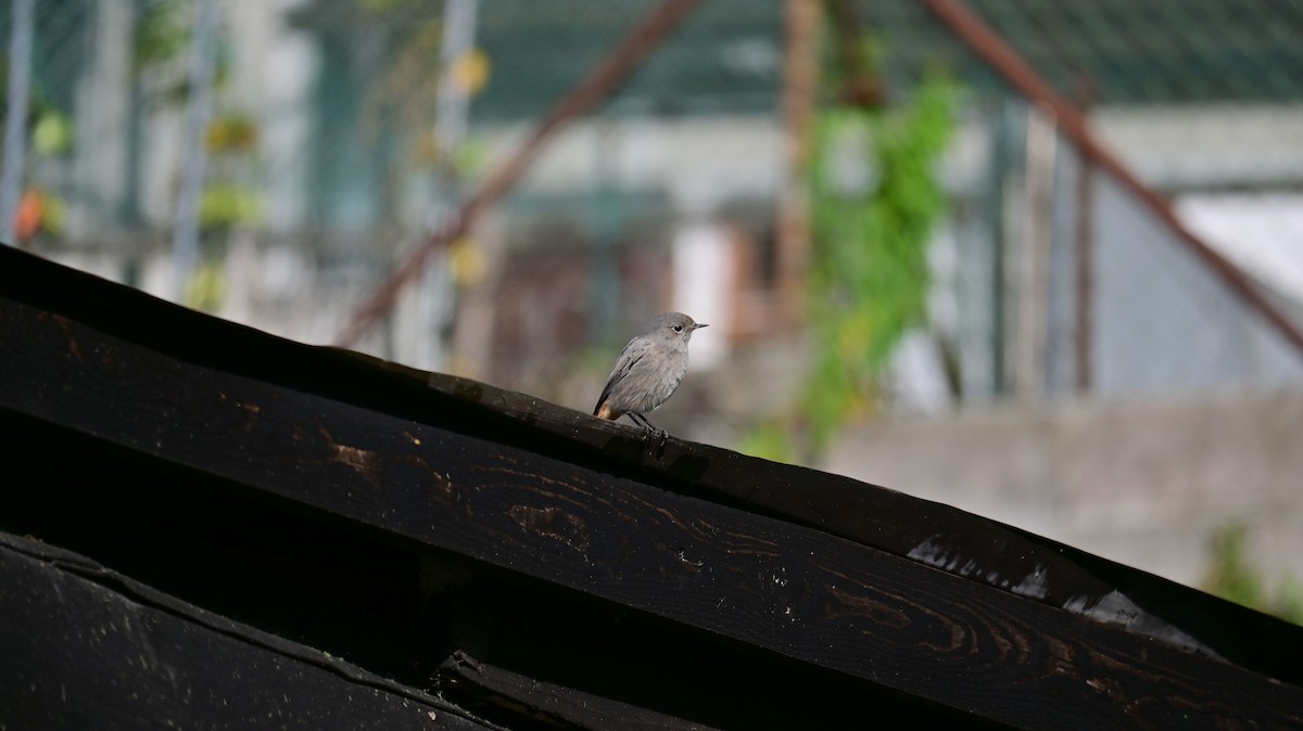 Black Redstart - ML641953247
