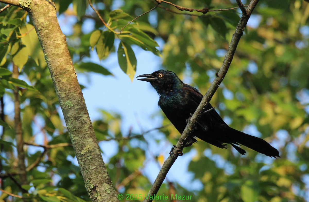 Common Grackle - ML641953248