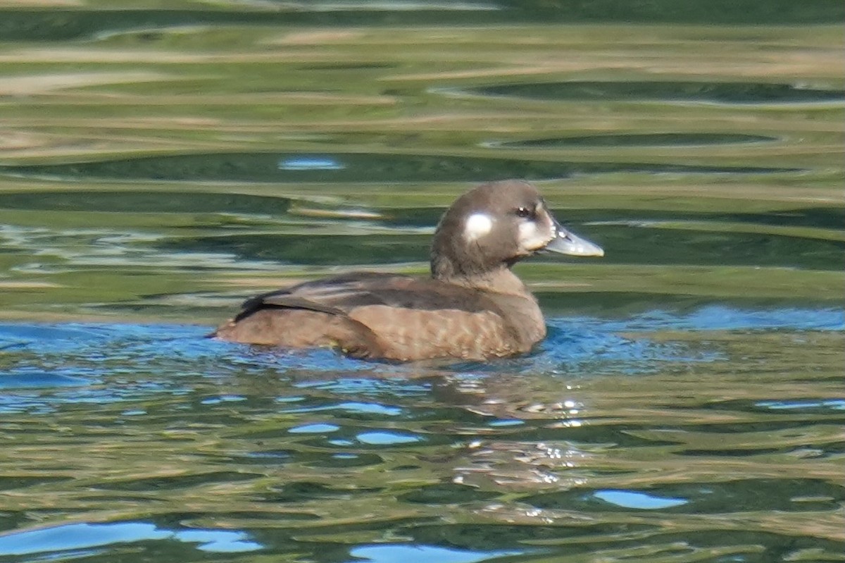 Harlequin Duck - ML641953250