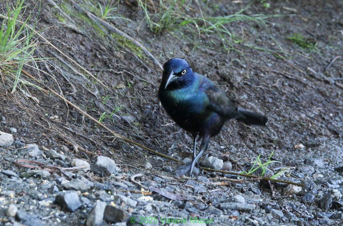 Common Grackle - ML641953254