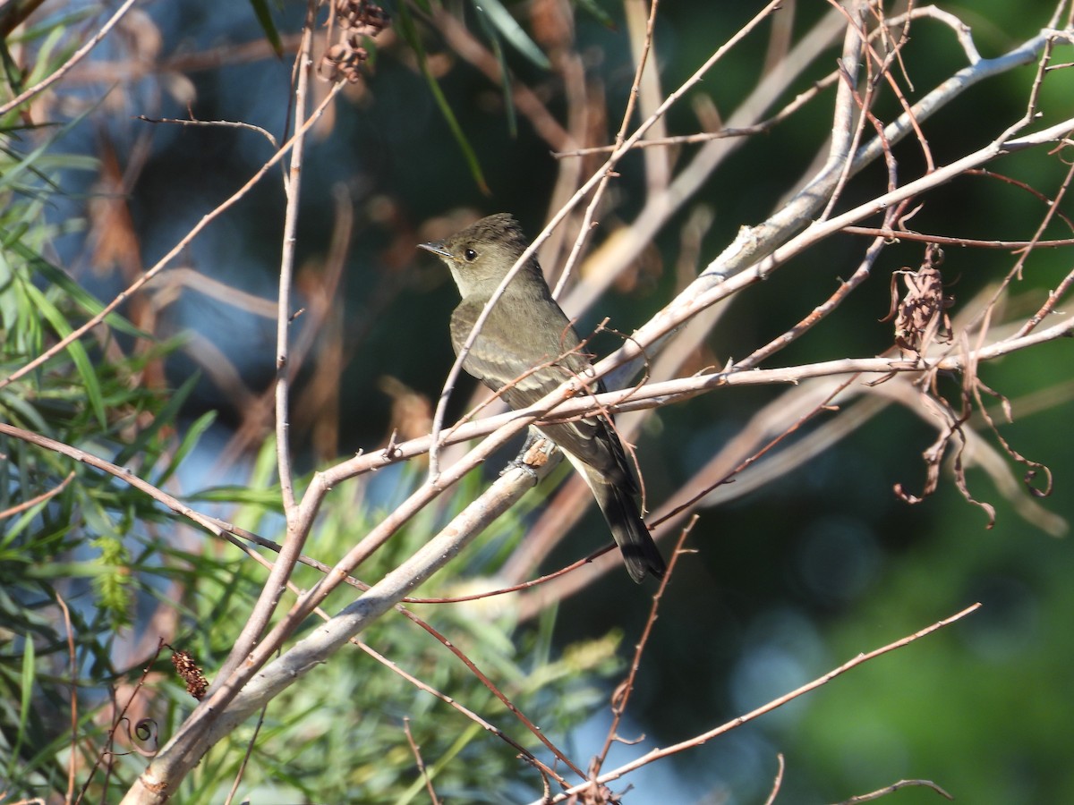 Western Wood-Pewee - ML641953258