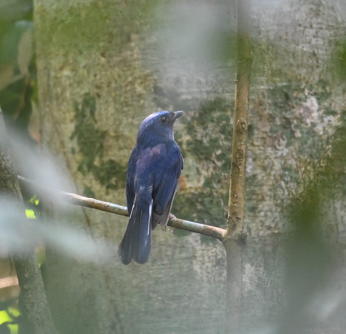 White-tailed Flycatcher - ML641953260