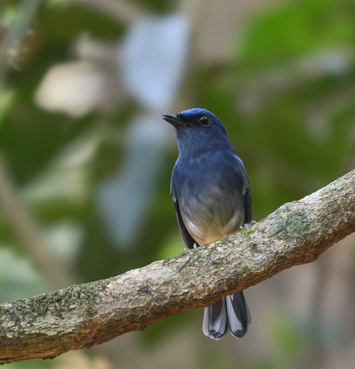 White-tailed Flycatcher - ML641953261