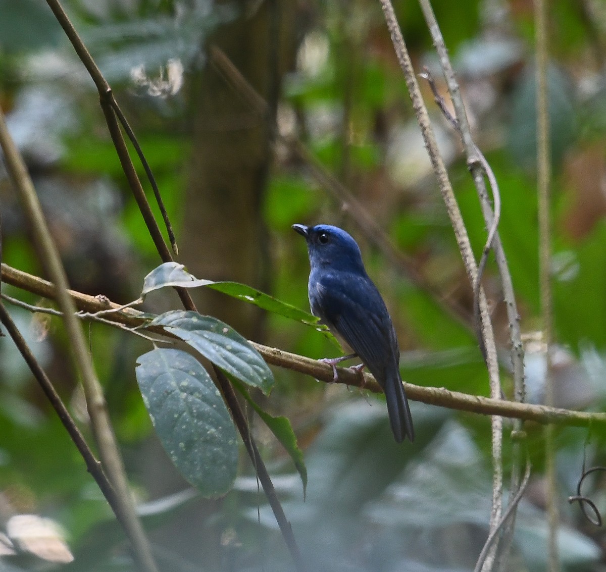 White-tailed Flycatcher - ML641953263