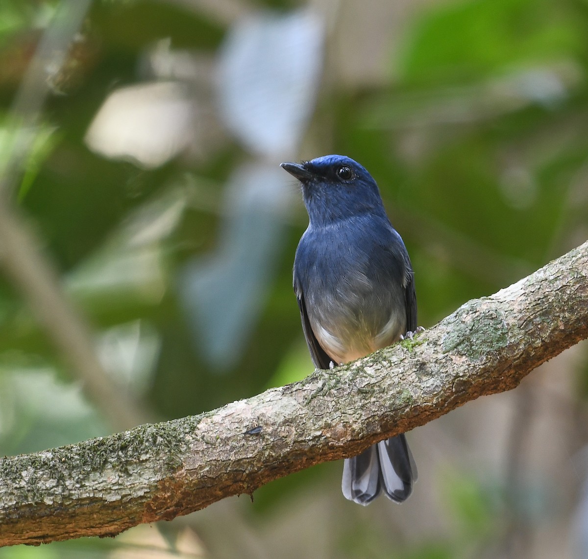 White-tailed Flycatcher - ML641953264