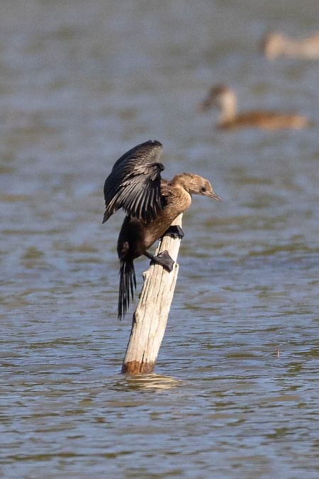 Pygmy Cormorant - ML641953290