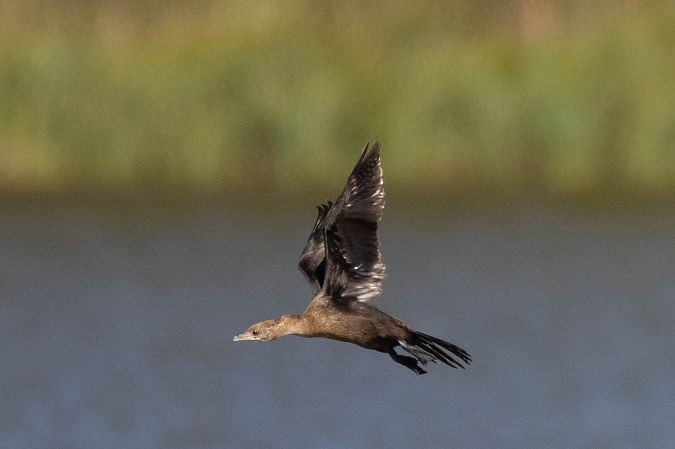 Pygmy Cormorant - ML641953291