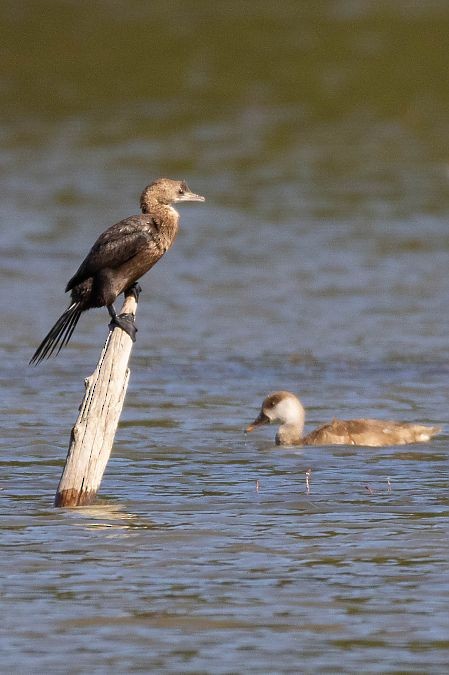 Pygmy Cormorant - ML641953292