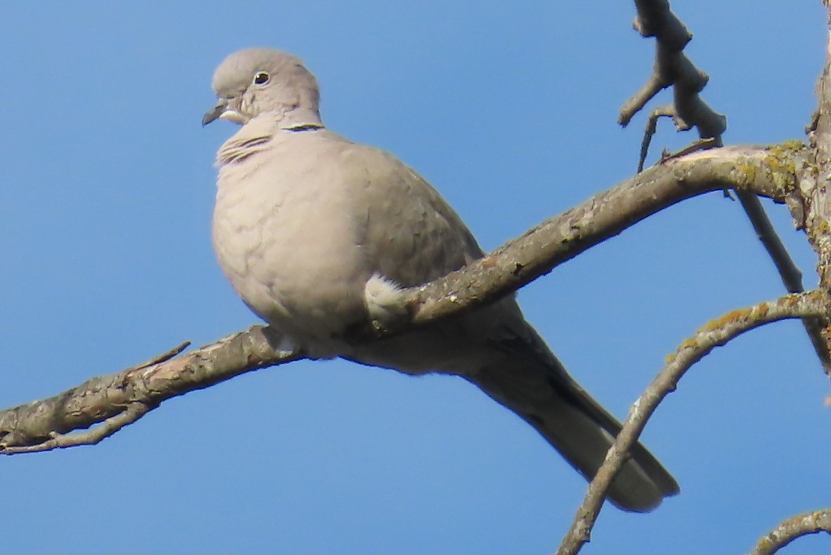 Eurasian Collared-Dove - ML641953298