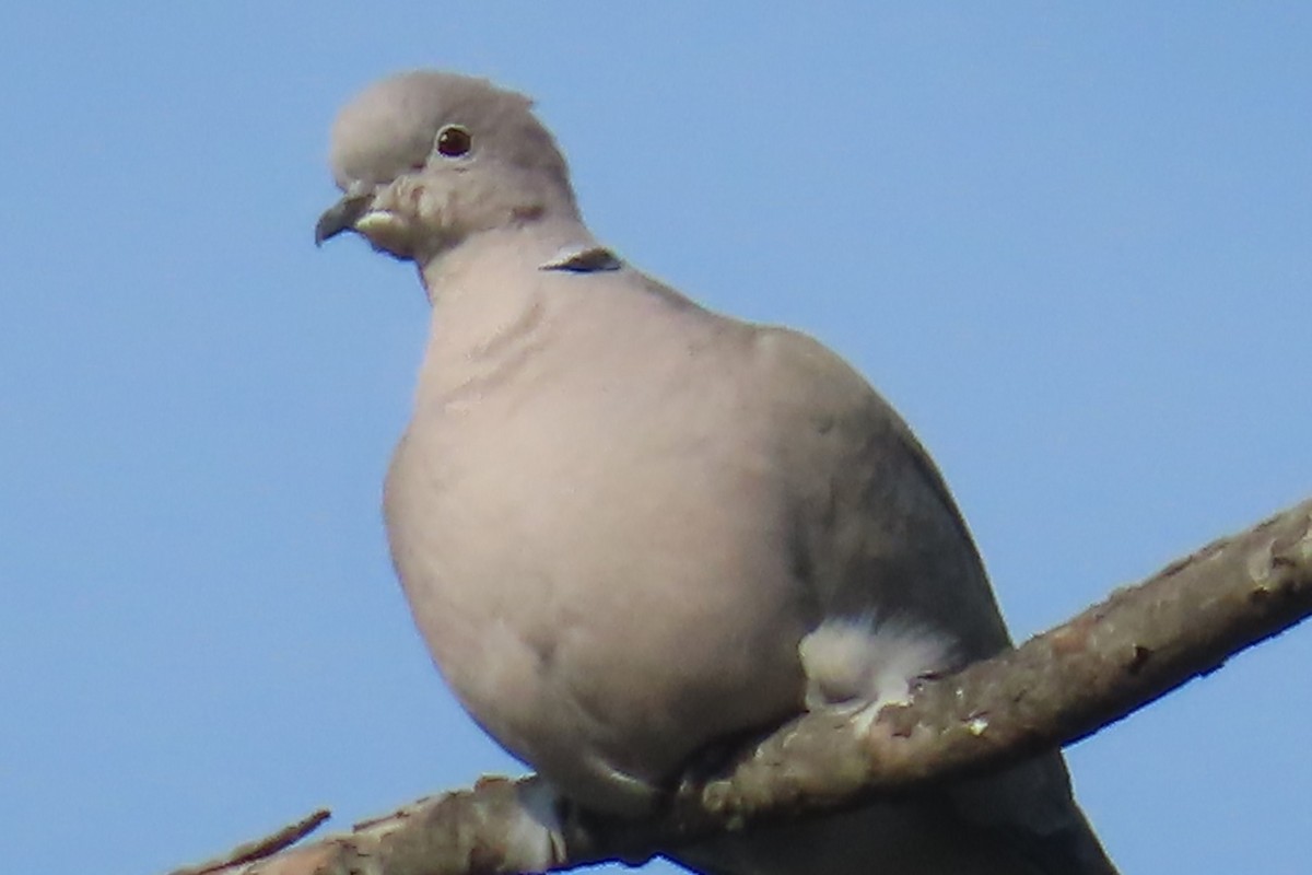 Eurasian Collared-Dove - ML641953300