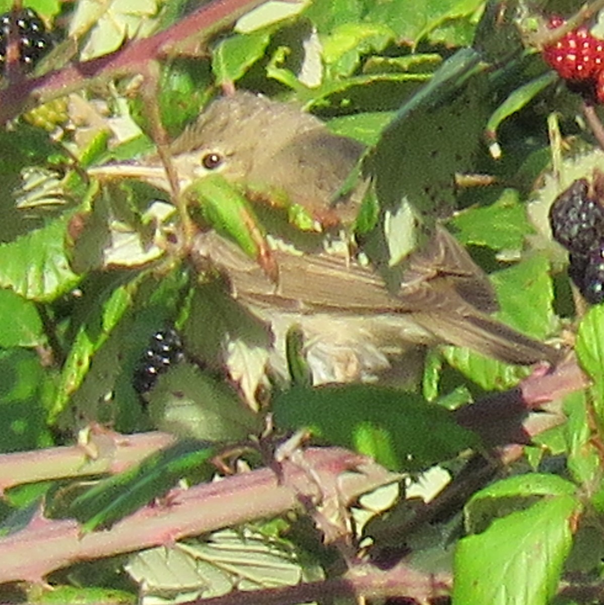 Eastern Olivaceous Warbler - ML641953302