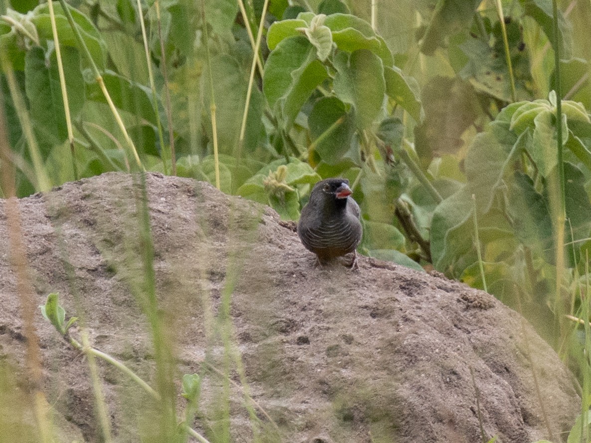 Quailfinch (Black-faced) - ML641953303
