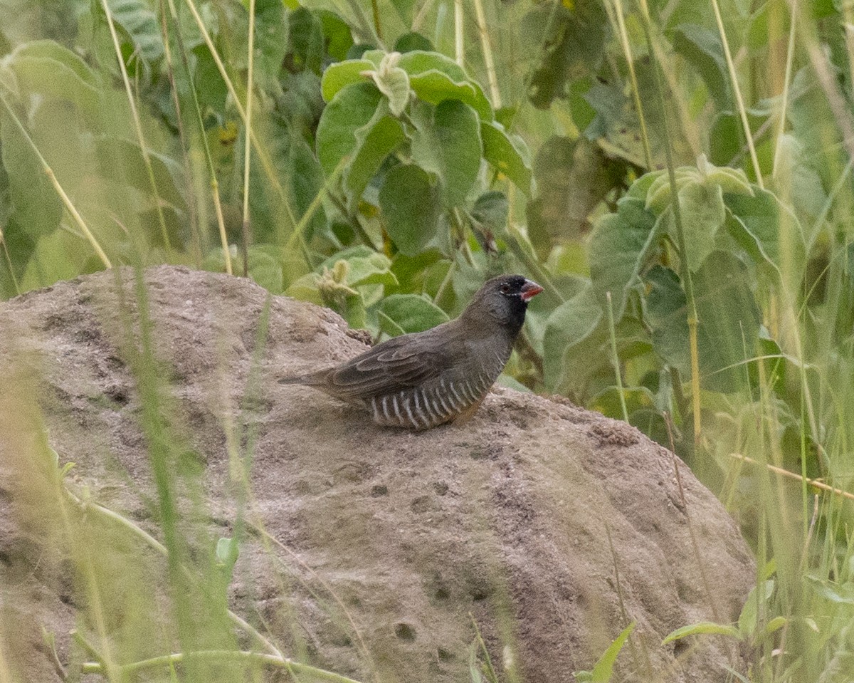 Quailfinch (Black-faced) - ML641953308