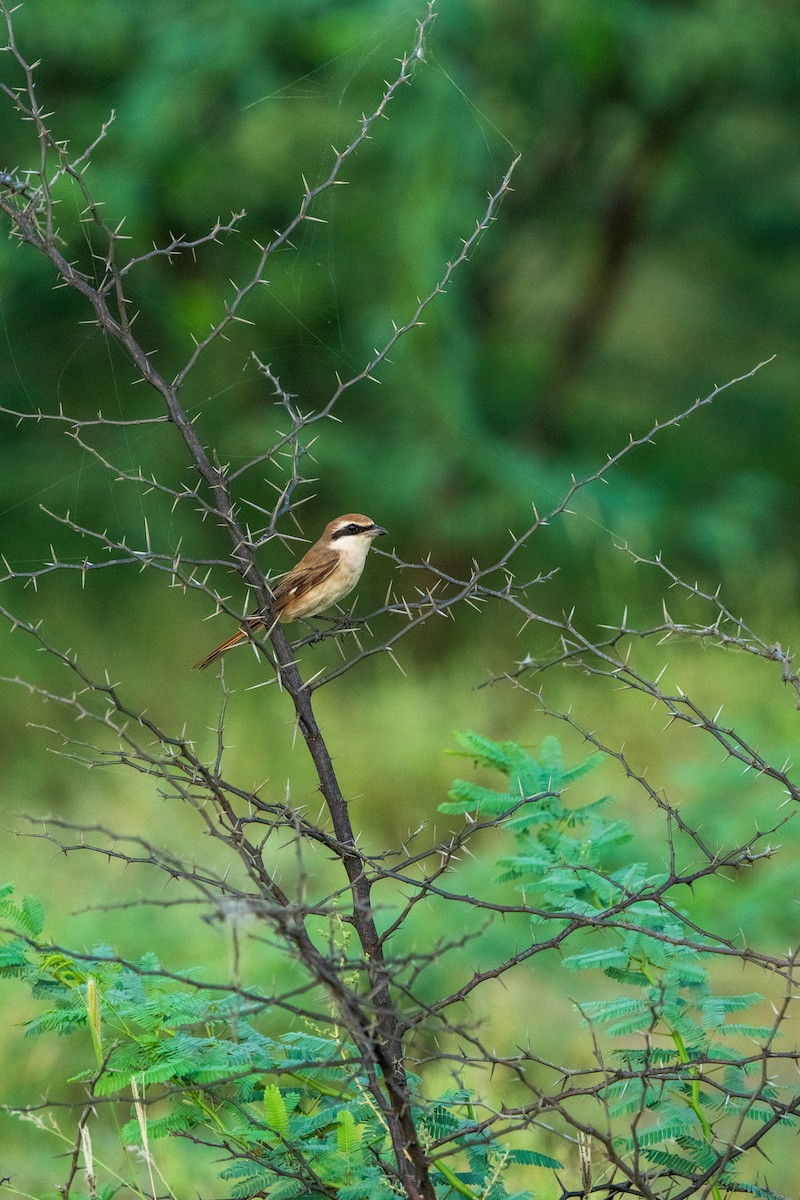 Red-tailed Shrike - ML641953312