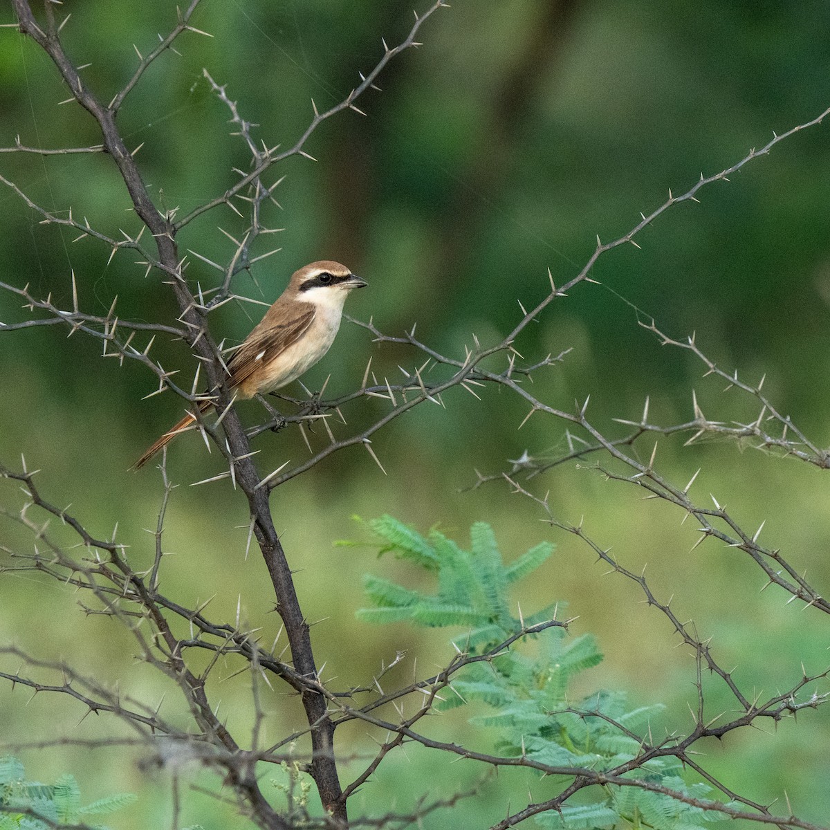 Red-tailed Shrike - ML641953314