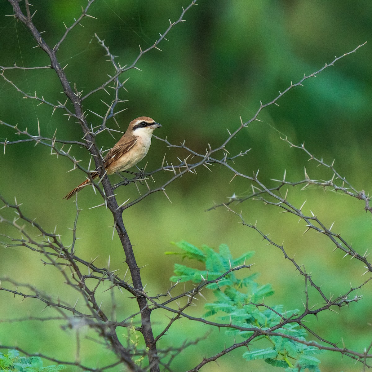Red-tailed Shrike - ML641953315