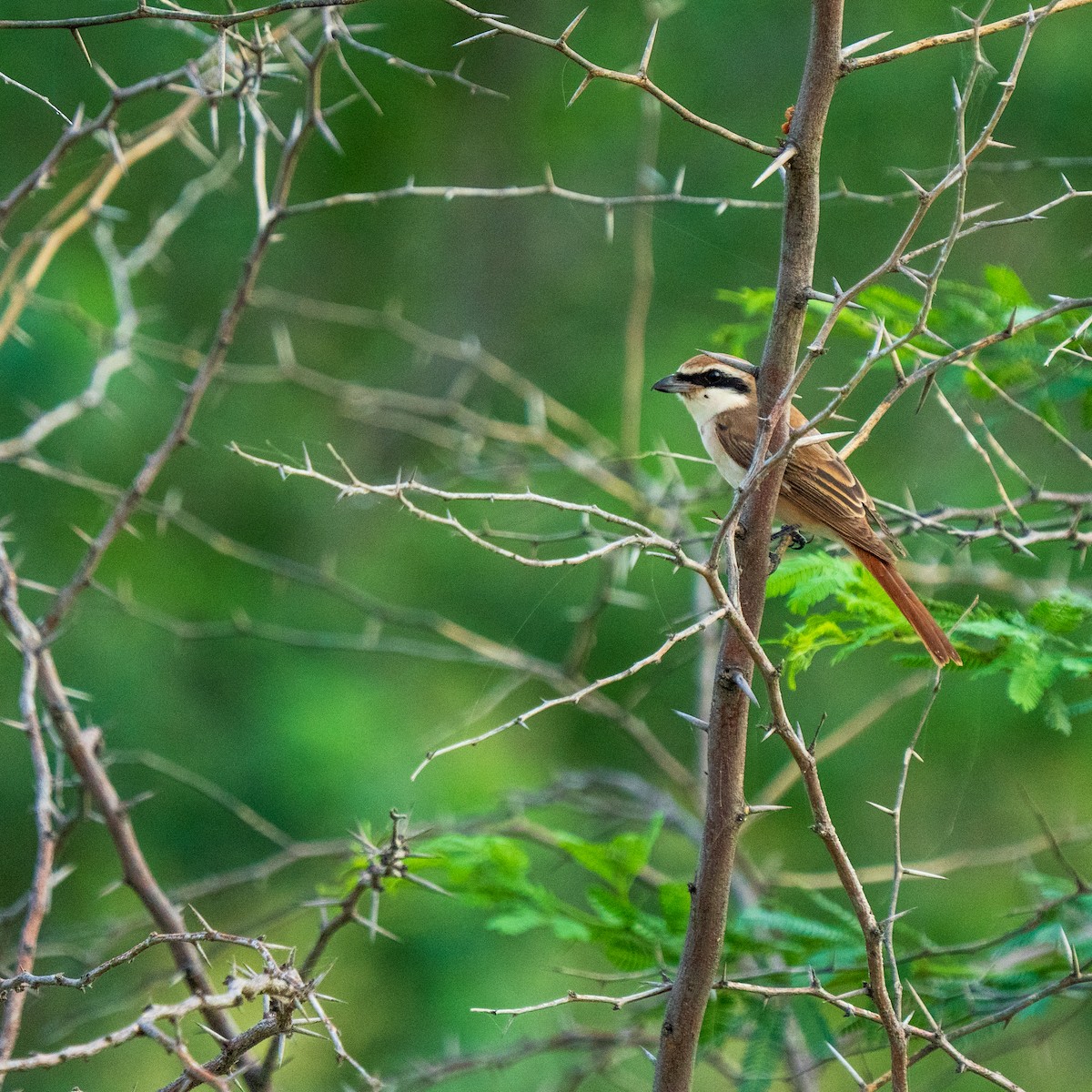 Red-tailed Shrike - ML641953316