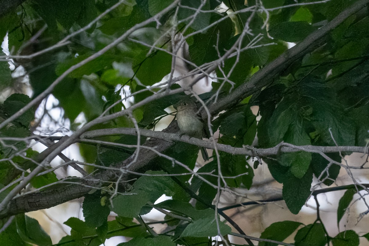 Dusky Flycatcher - ML641953317