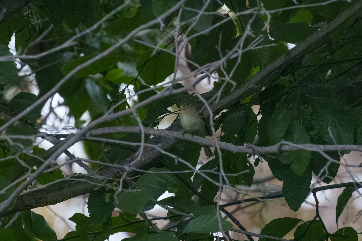 Dusky Flycatcher - ML641953318
