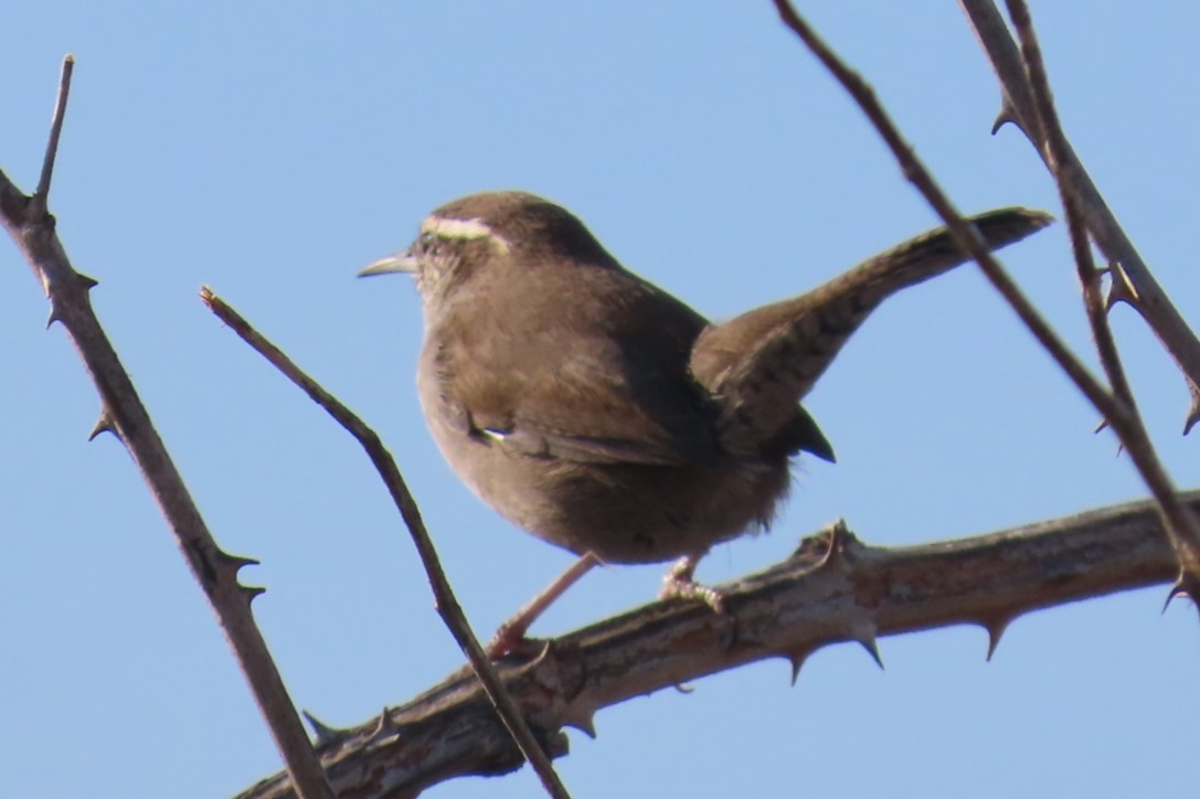 Bewick's Wren - ML641953319