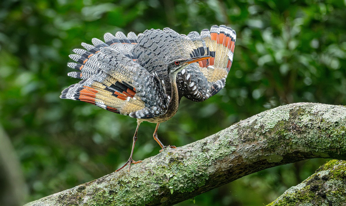 Sunbittern - ML641953320