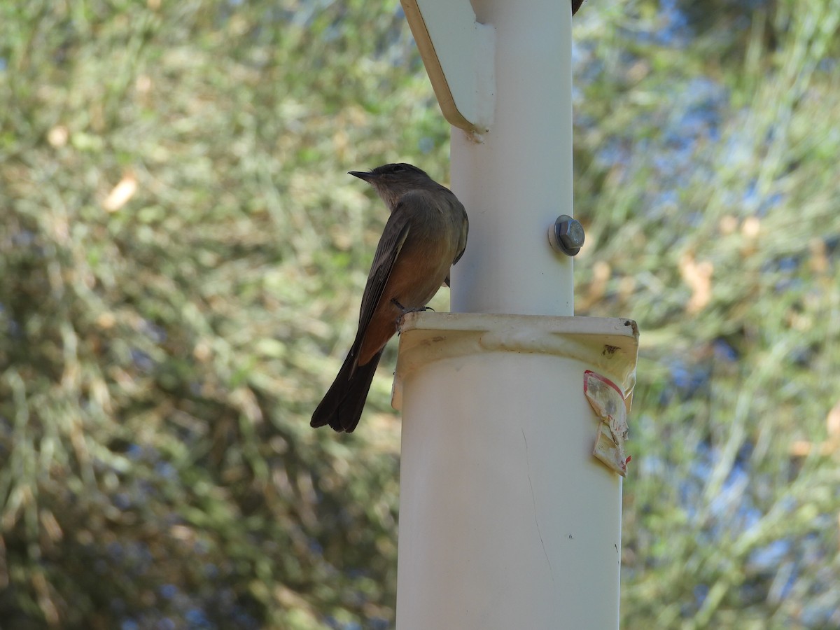 Say's Phoebe - ML641953321