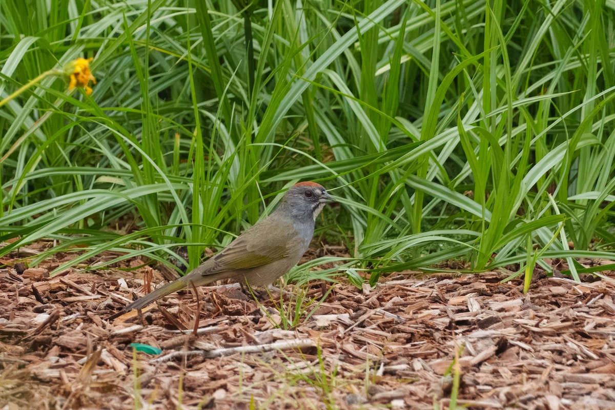 Green-tailed Towhee - ML641953323