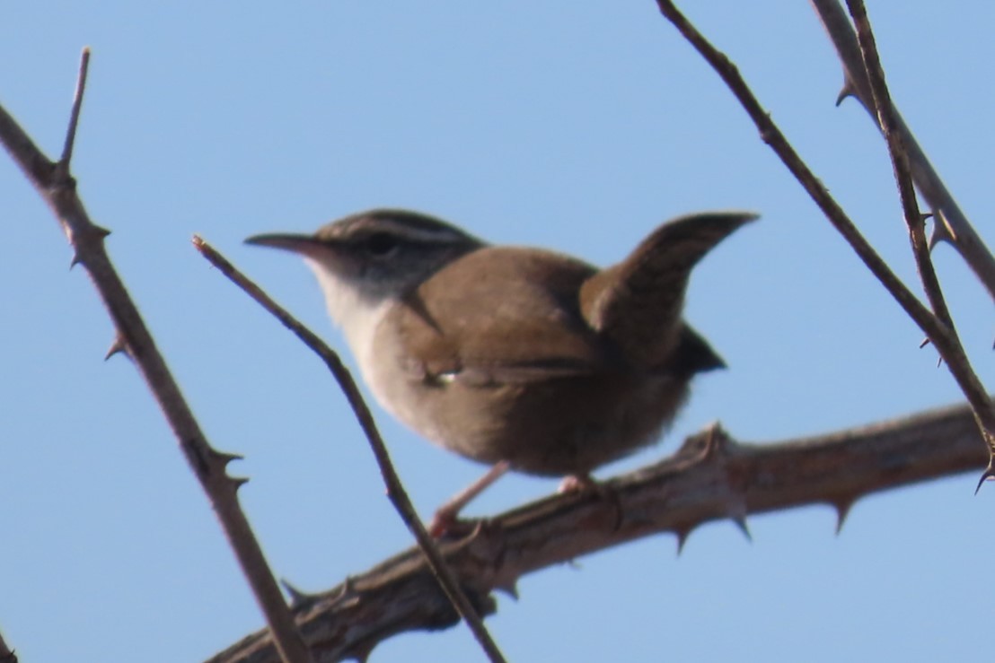 Bewick's Wren - ML641953325