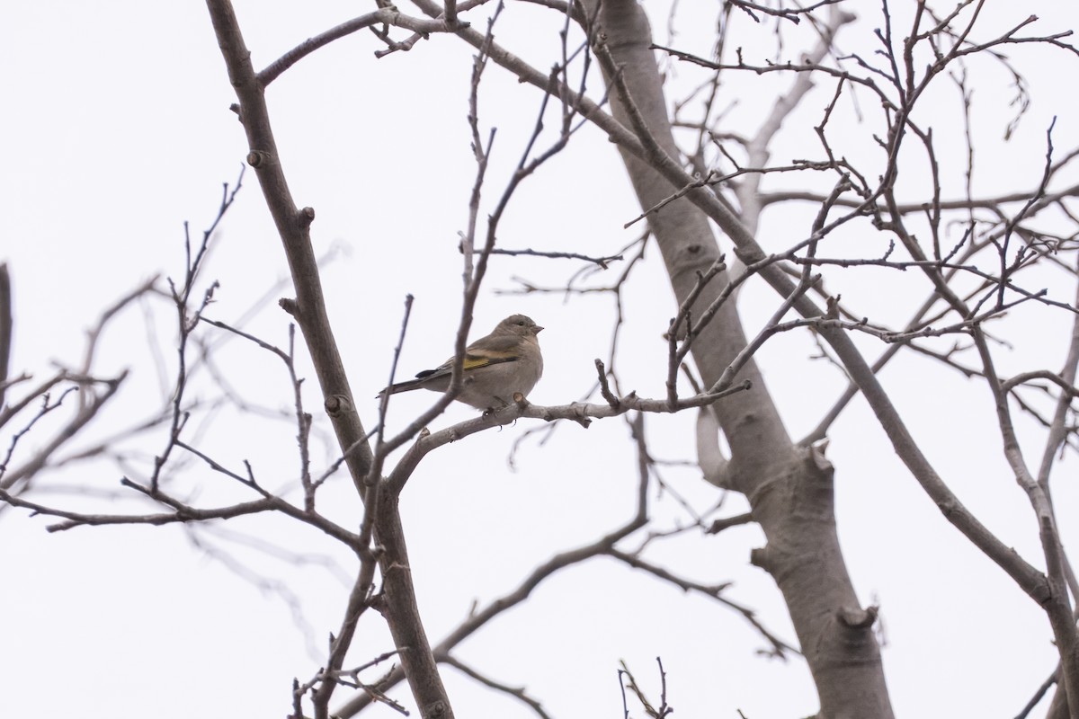Lawrence's Goldfinch - ML641953327
