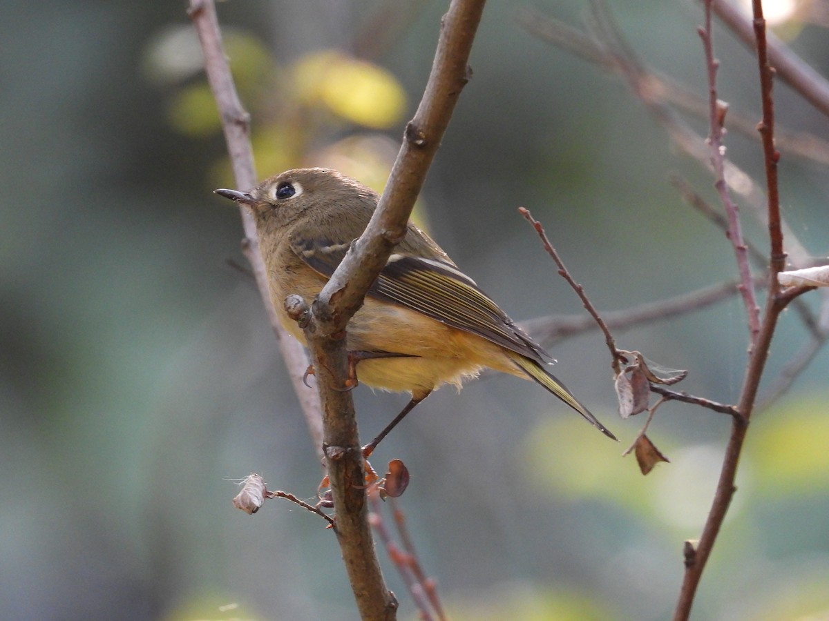 Ruby-crowned Kinglet - ML641953331