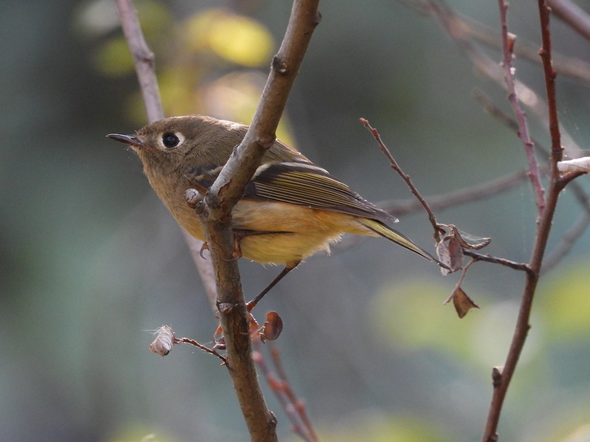 Ruby-crowned Kinglet - ML641953332