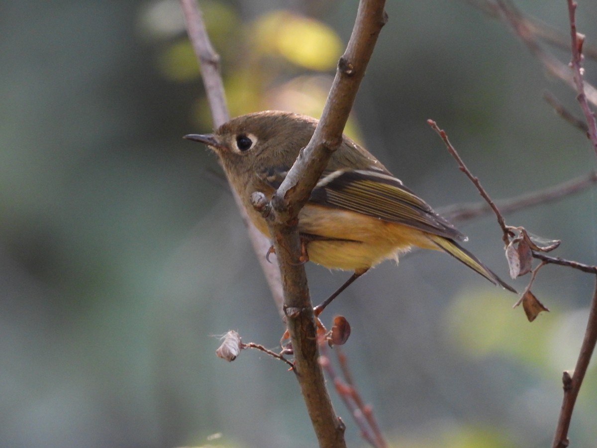 Ruby-crowned Kinglet - ML641953333