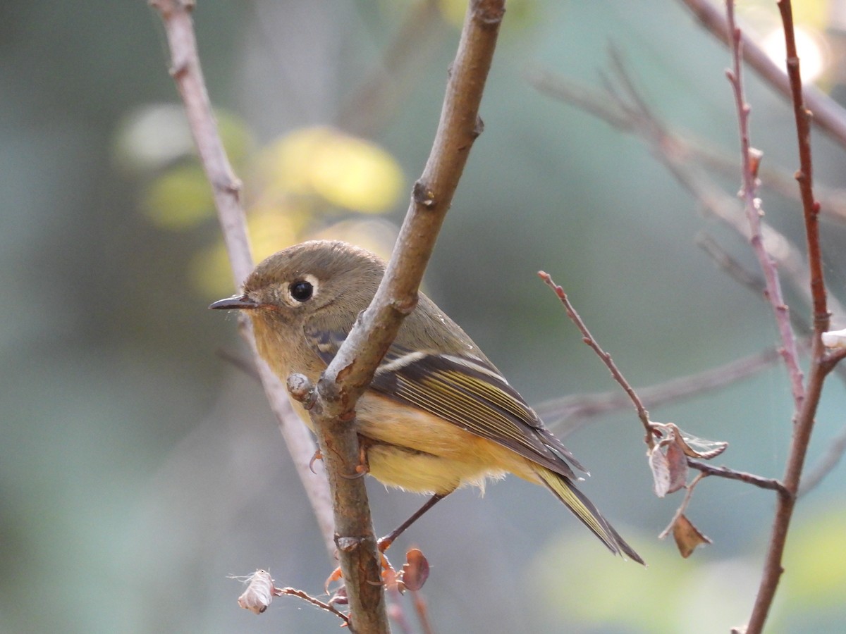Ruby-crowned Kinglet - ML641953334