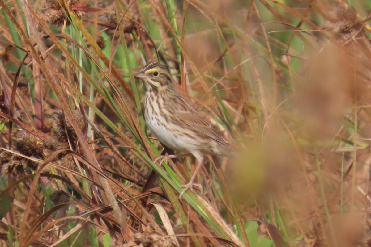 Savannah Sparrow - ML641953335