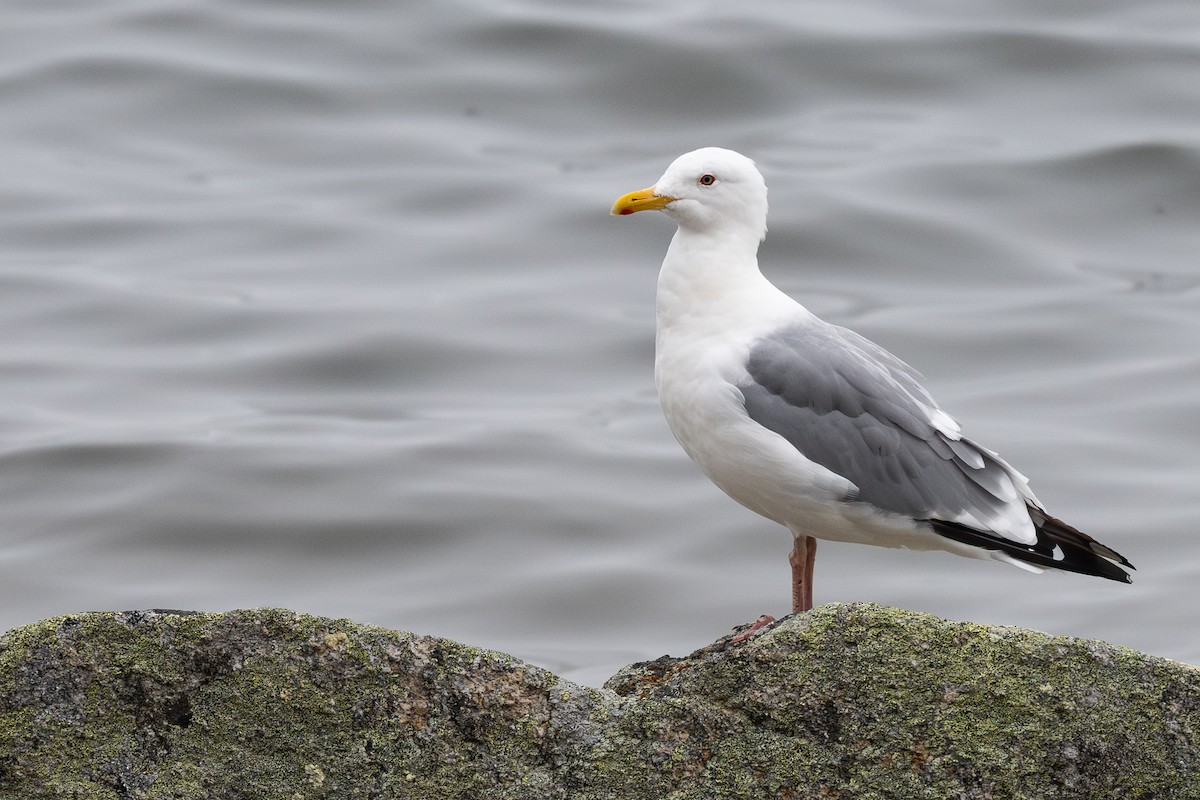 Glaucous Gull - ML641953336