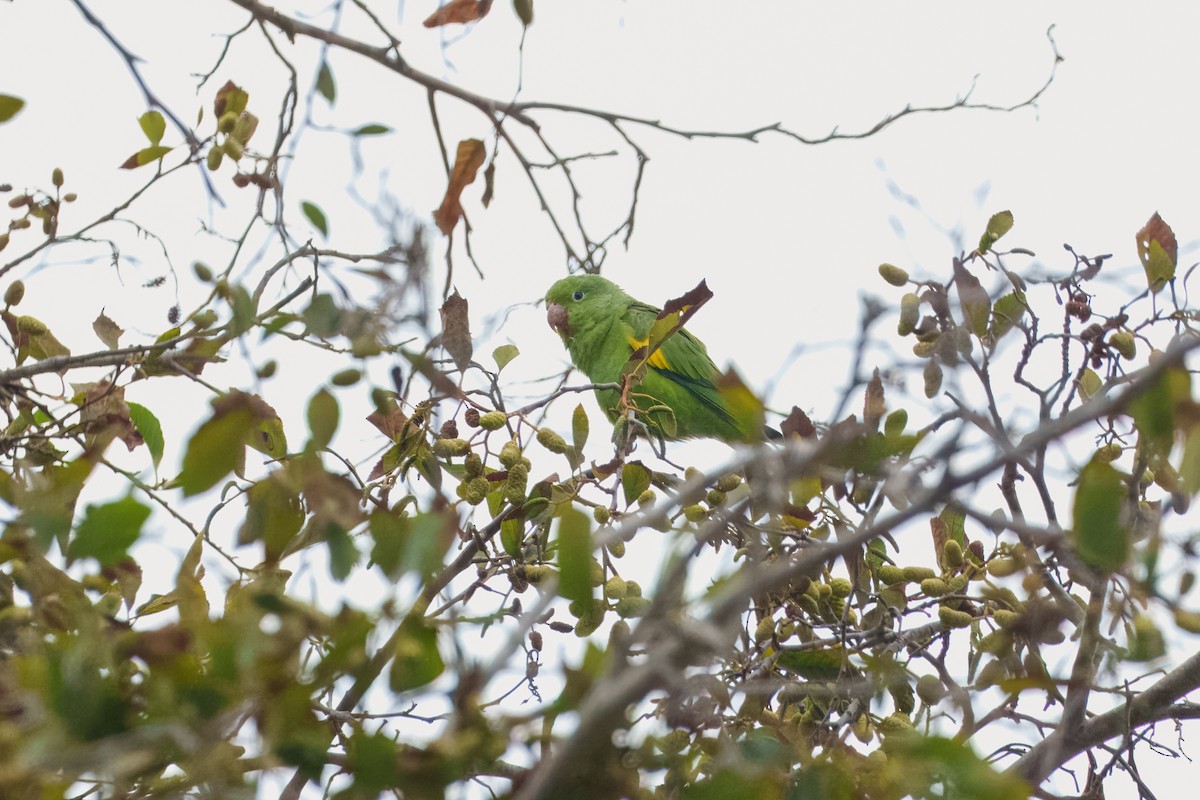 Yellow-chevroned Parakeet - ML641953337