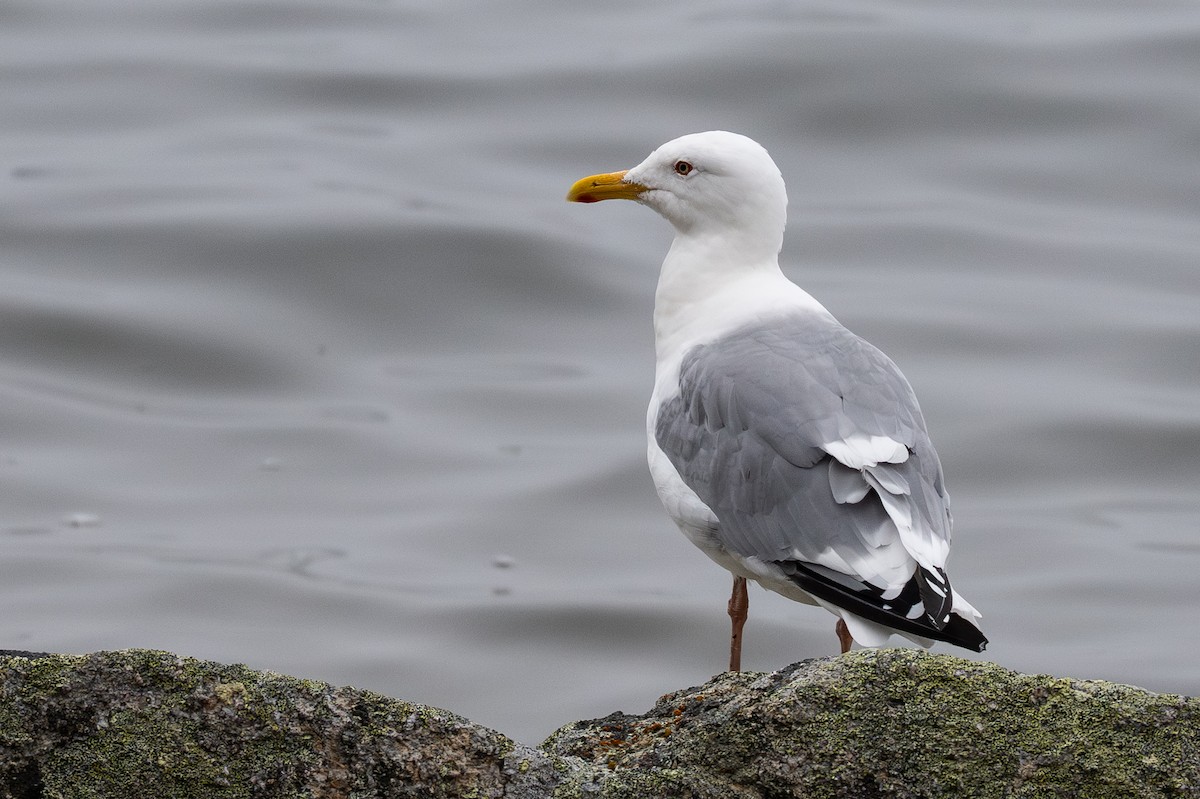 Glaucous Gull - ML641953338