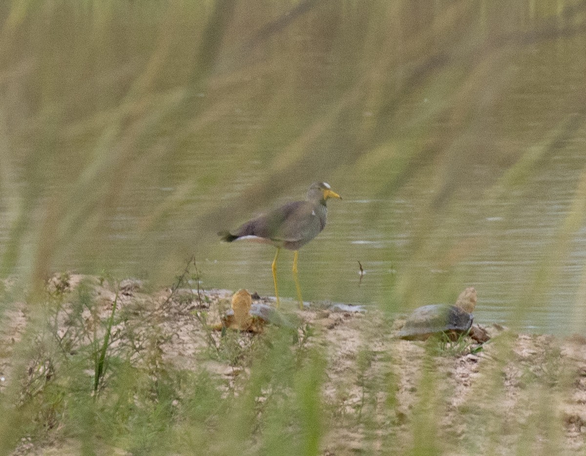 Wattled Lapwing - ML641953342