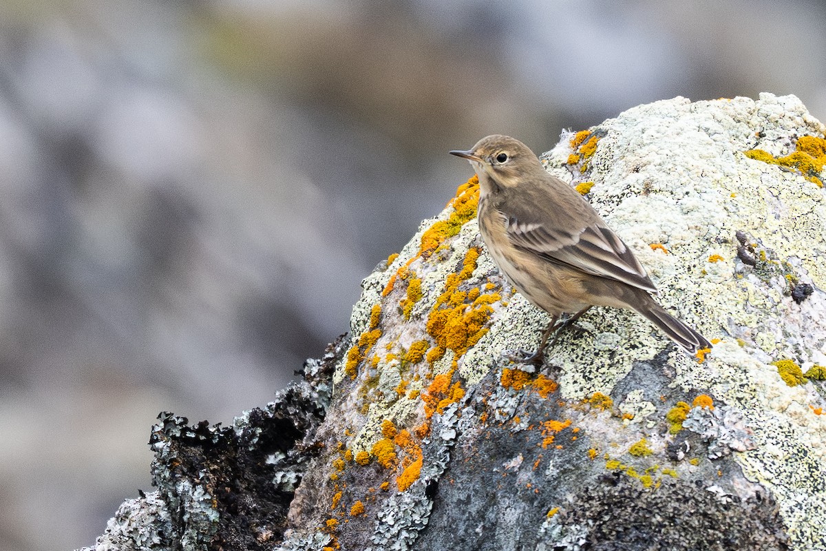 American Pipit - ML641953343