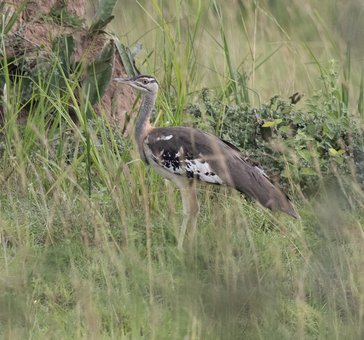 Denham's Bustard (Denham's) - ML641953345