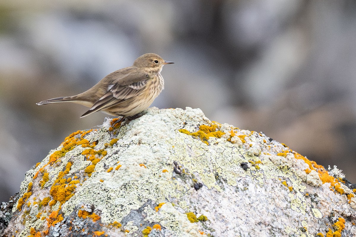 American Pipit - ML641953346