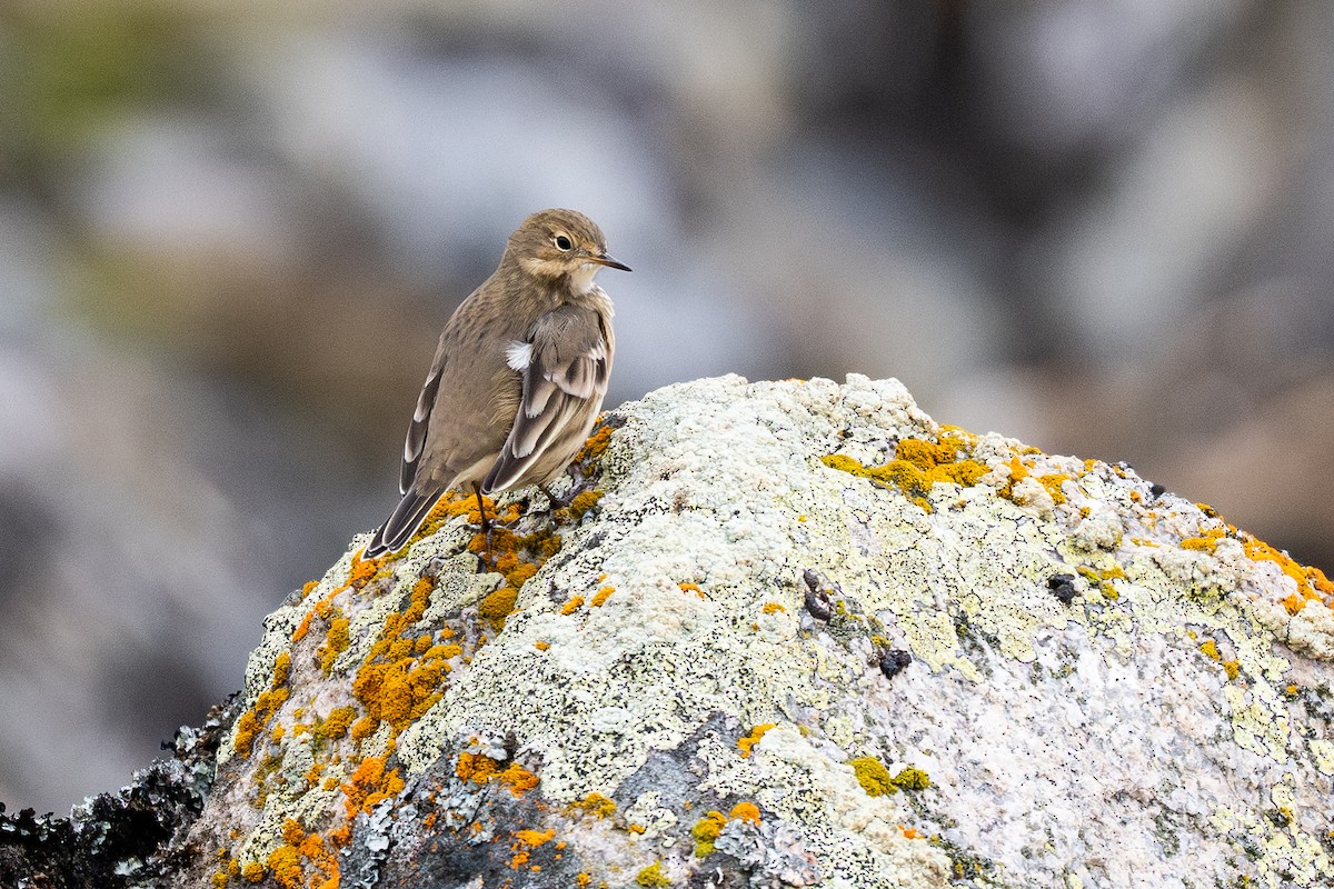 American Pipit - ML641953347