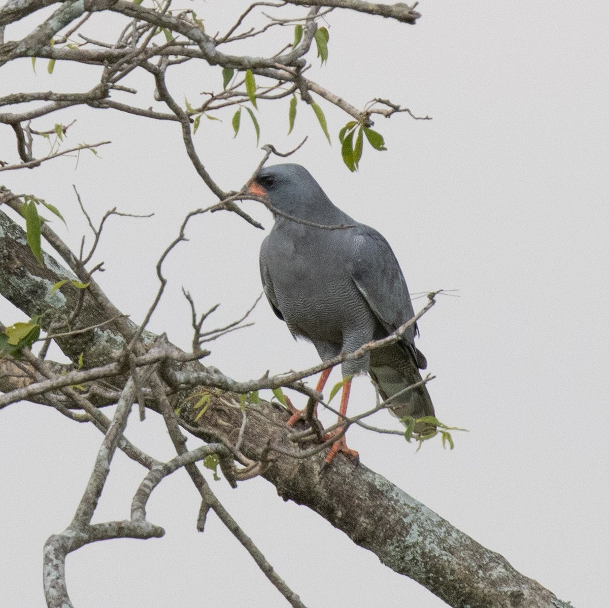 Dark Chanting-Goshawk - ML641953349