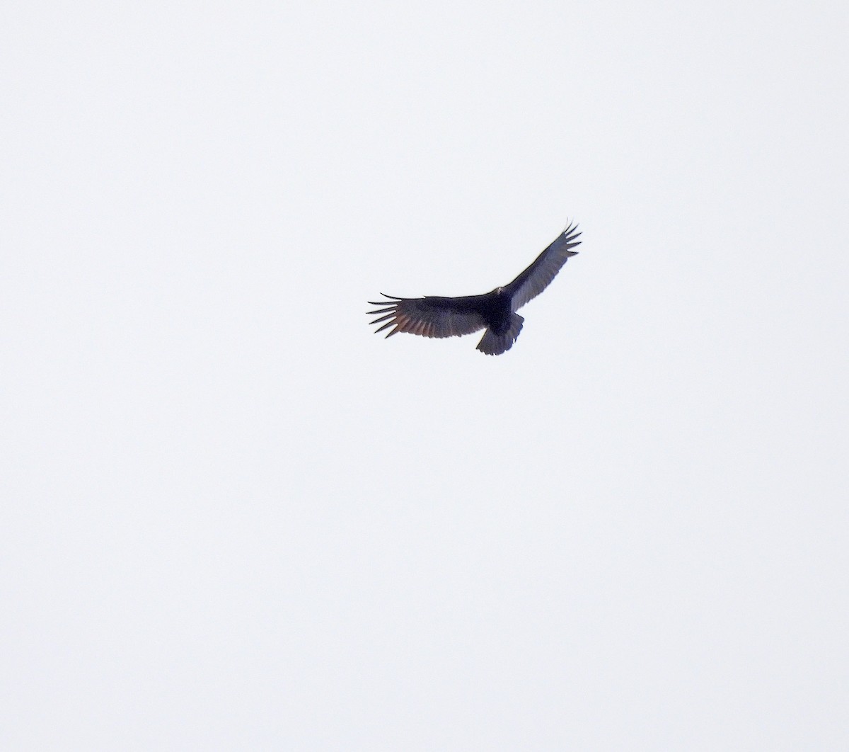 Lesser Yellow-headed Vulture - ML641953350